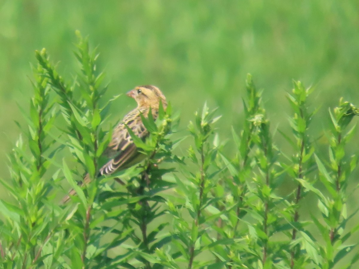 Bobolink - ML639009006