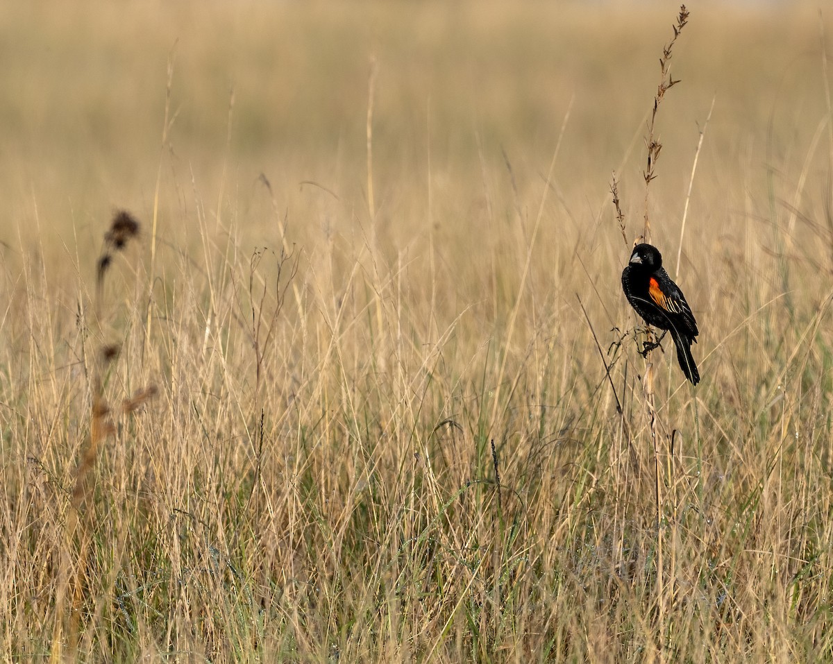Fan-tailed Widowbird - ML639009065