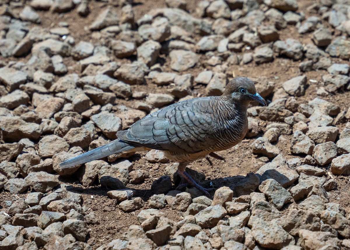 Zebra Dove - ML639009066