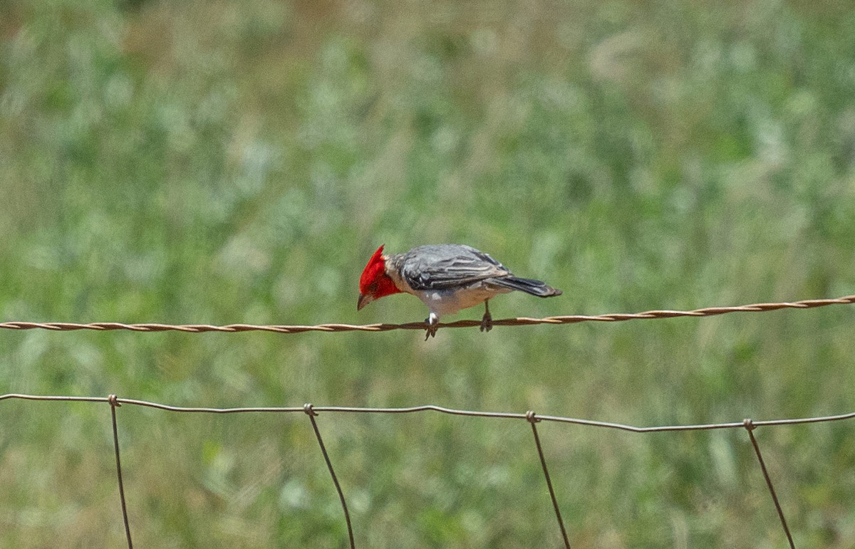 Red-crested Cardinal - ML639009067