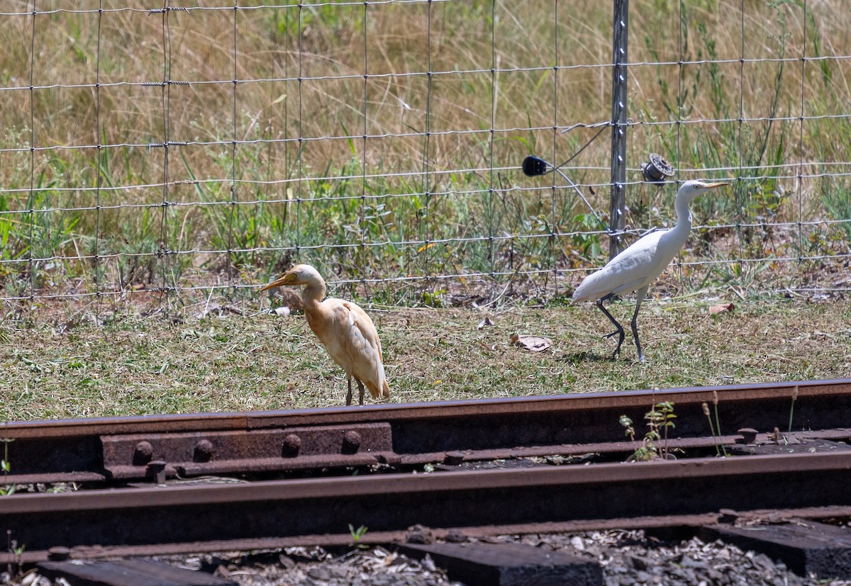Western Cattle-Egret - ML639009069