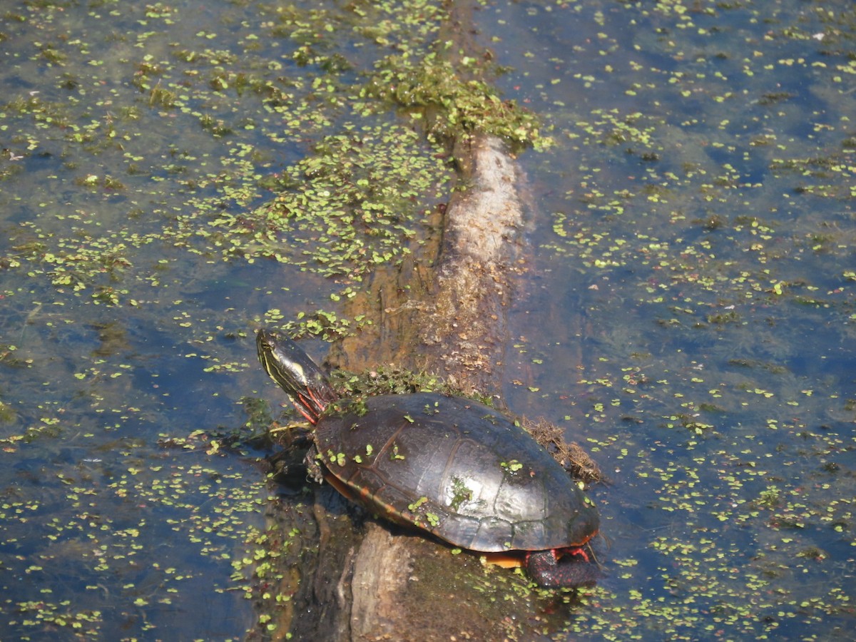 Painted Turtle - ML639009071