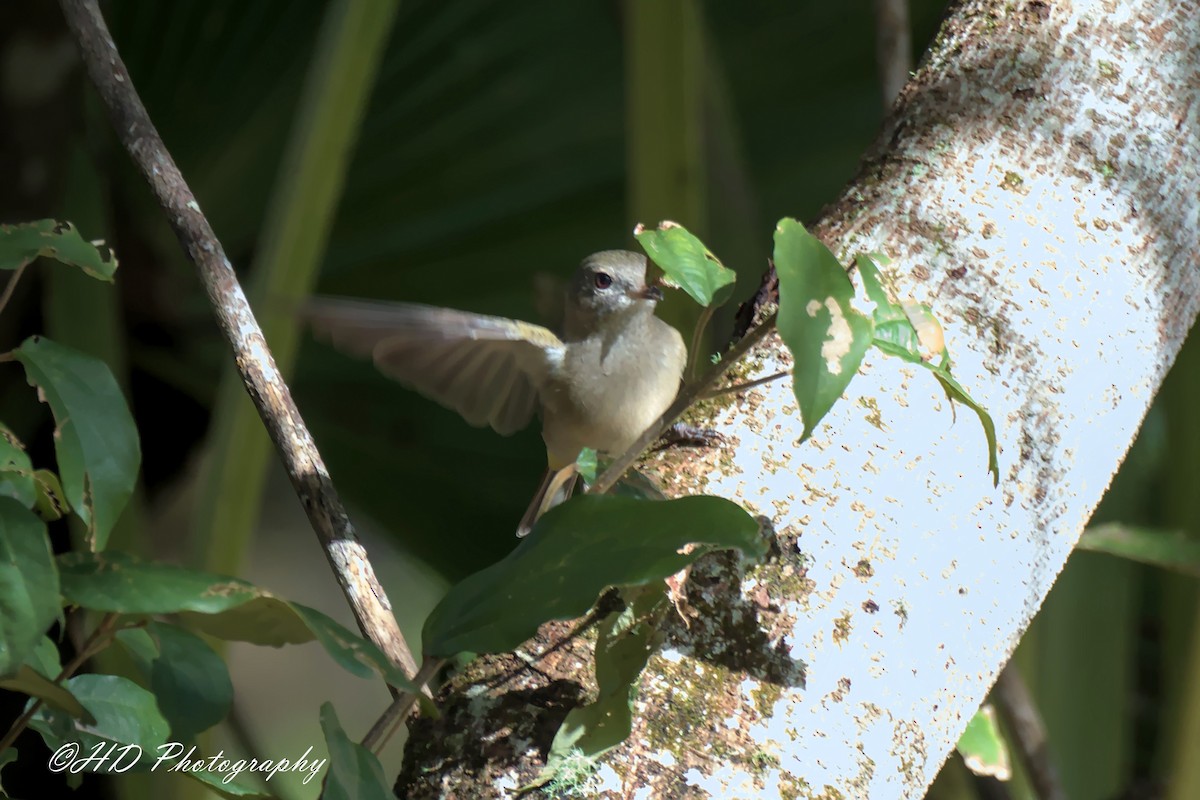 Golden Whistler - ML639009075