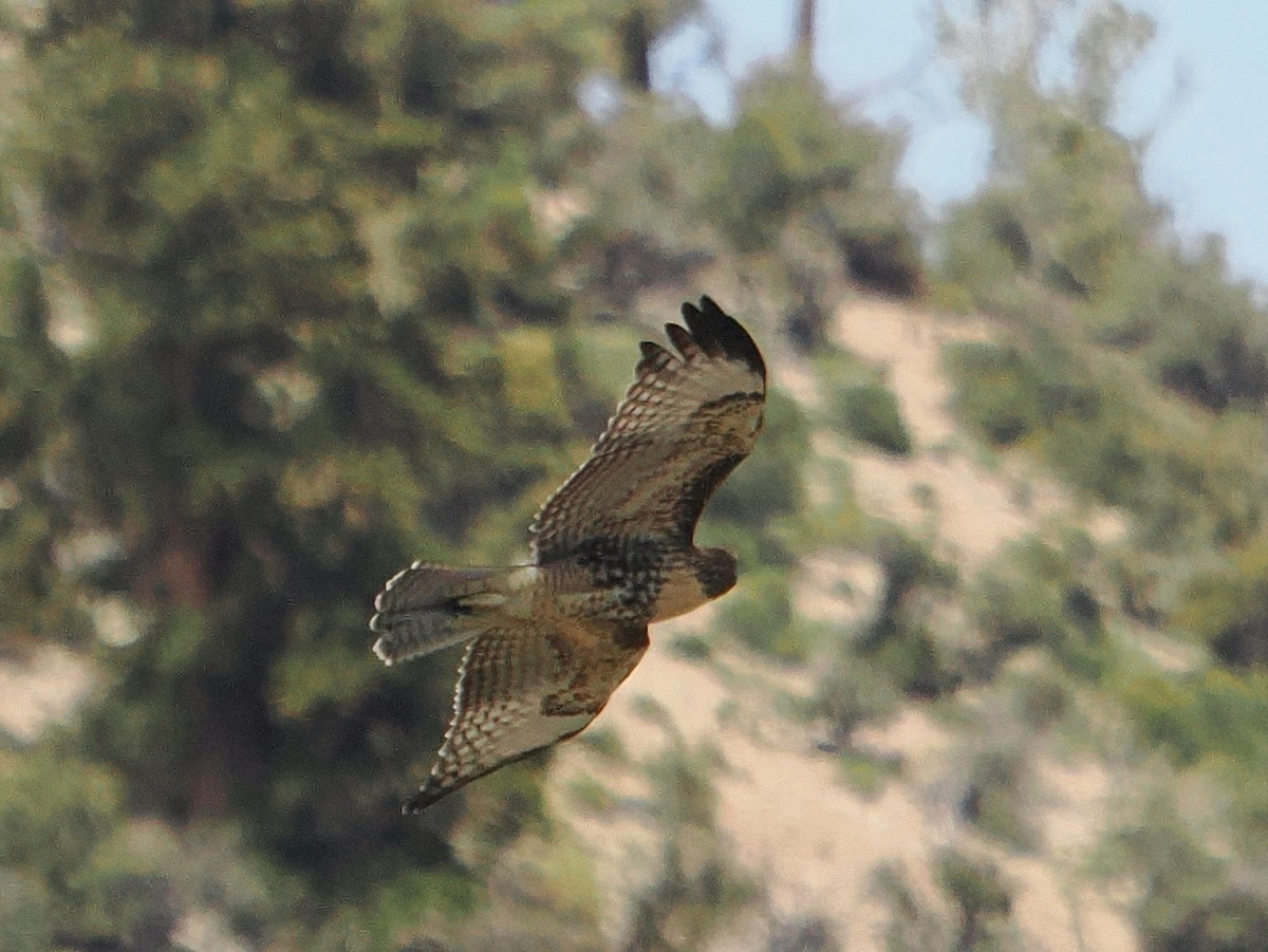 Red-tailed Hawk - ML639009076