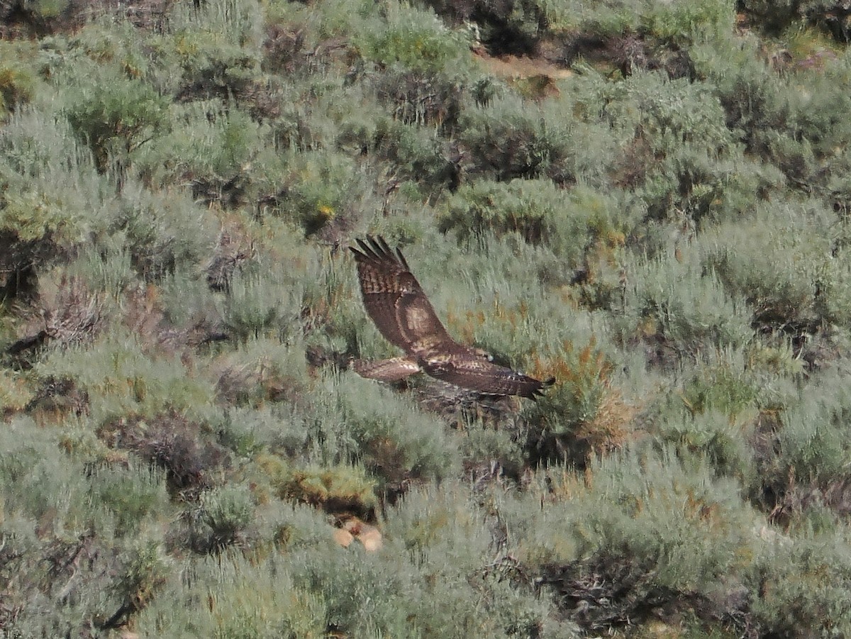 Red-tailed Hawk - ML639009077