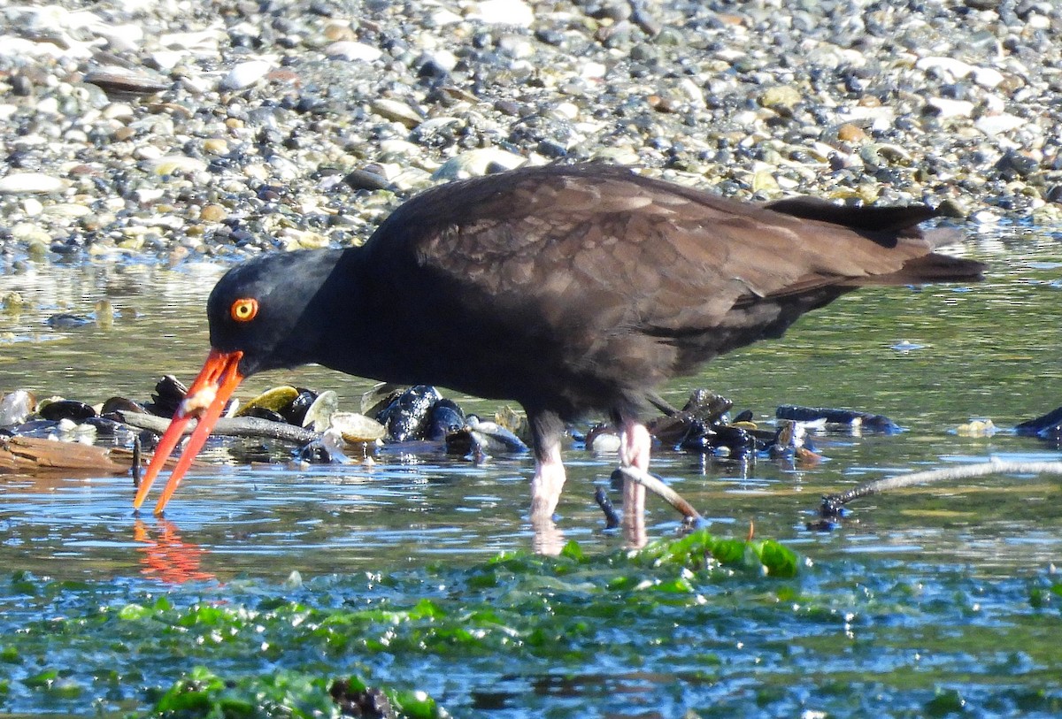 Black Oystercatcher - ML639009083