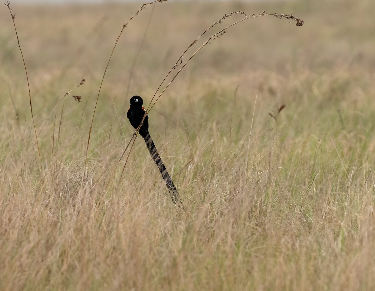 Long-tailed Widowbird - ML639009085