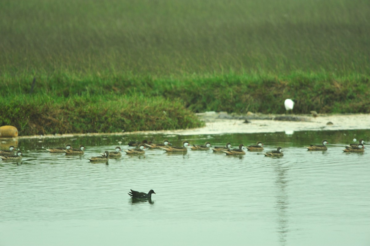 White-cheeked Pintail - ML639009086