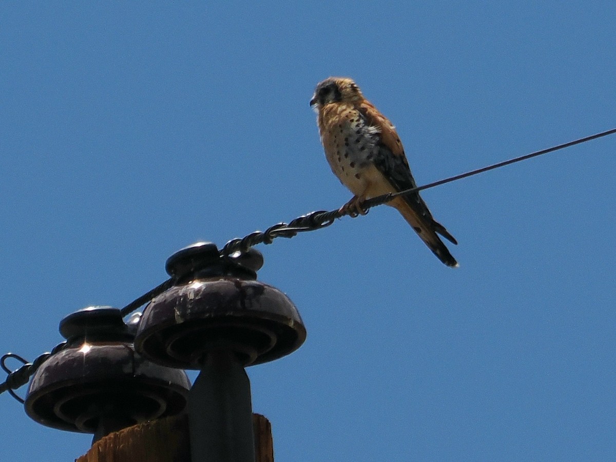 American Kestrel - ML639009087