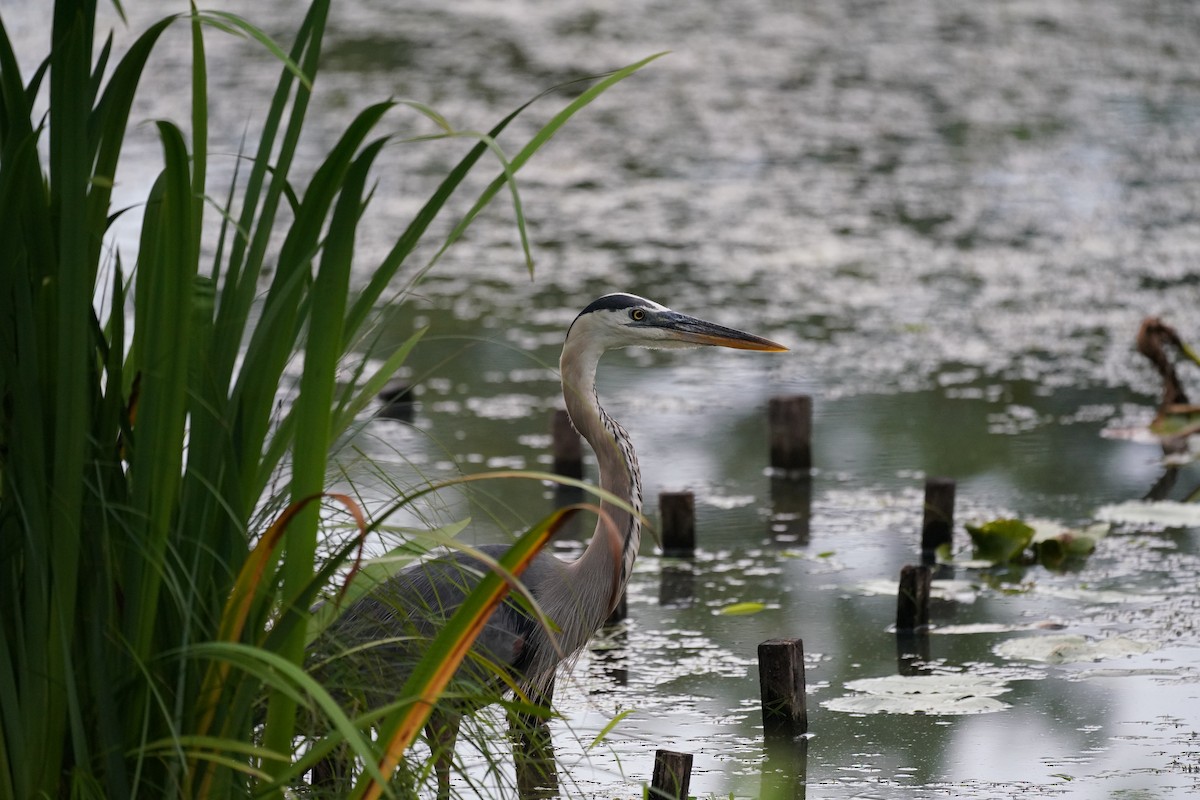 Great Blue Heron - ML639009088