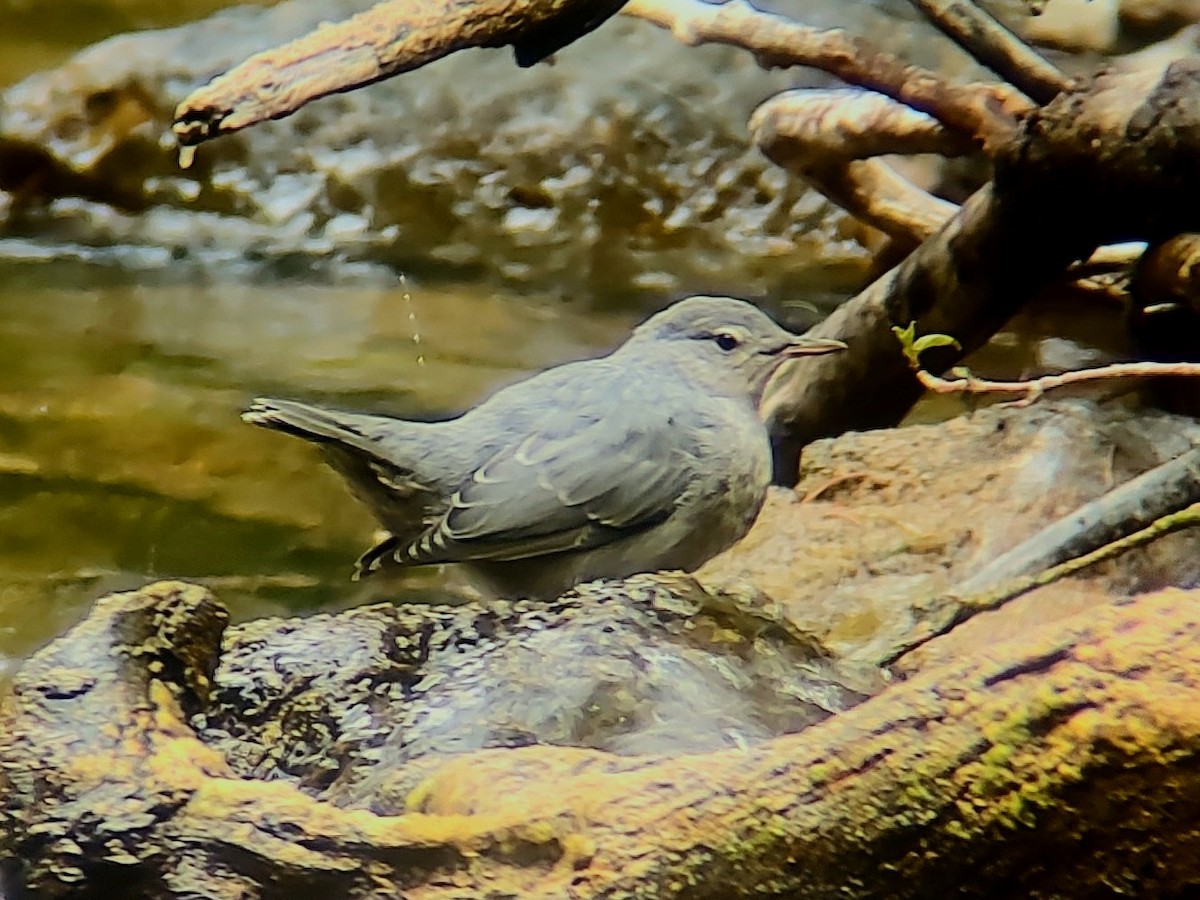 American Dipper - ML639009091