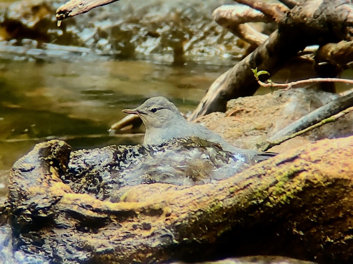 American Dipper - ML639009092