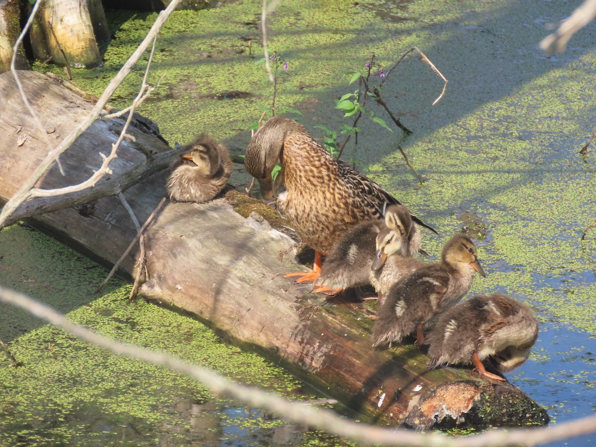 Mallard - ML639009093