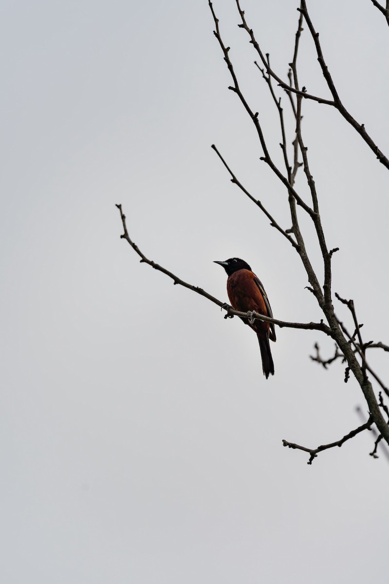 Orchard Oriole - ML639009096