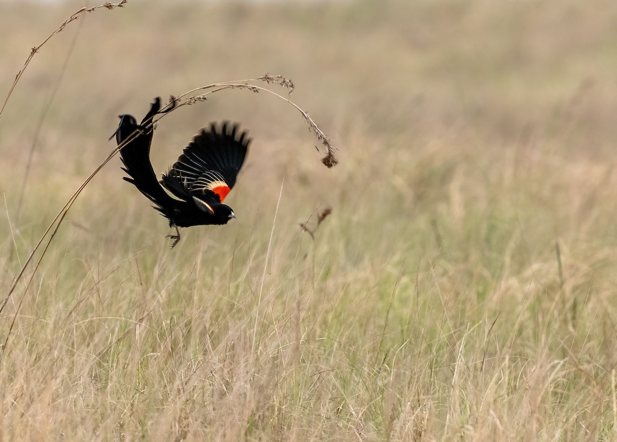 Long-tailed Widowbird - ML639009097