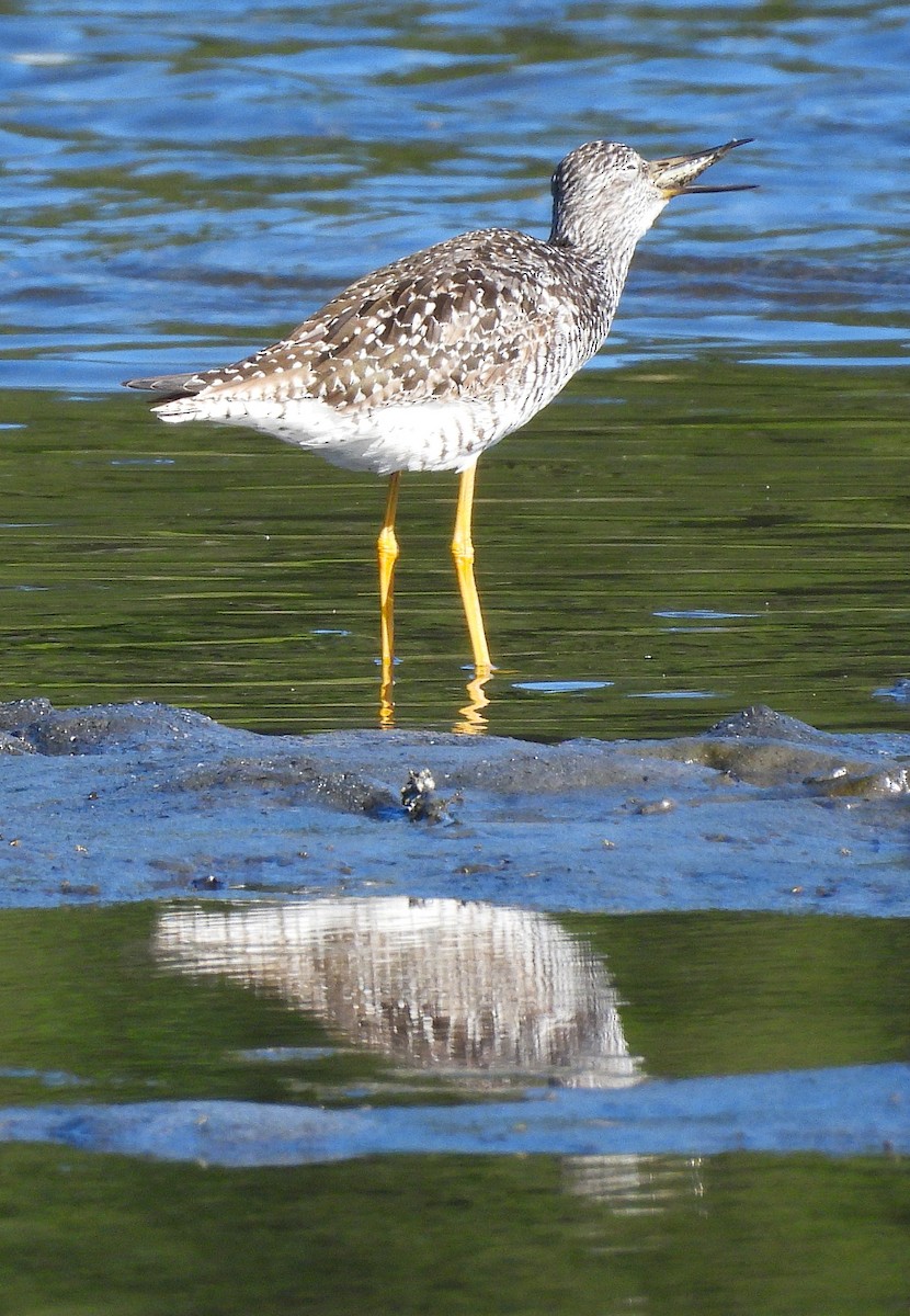 Greater Yellowlegs - ML639009102