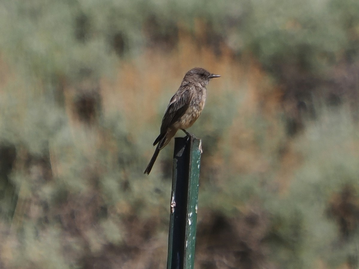 Say's Phoebe - ML639009103
