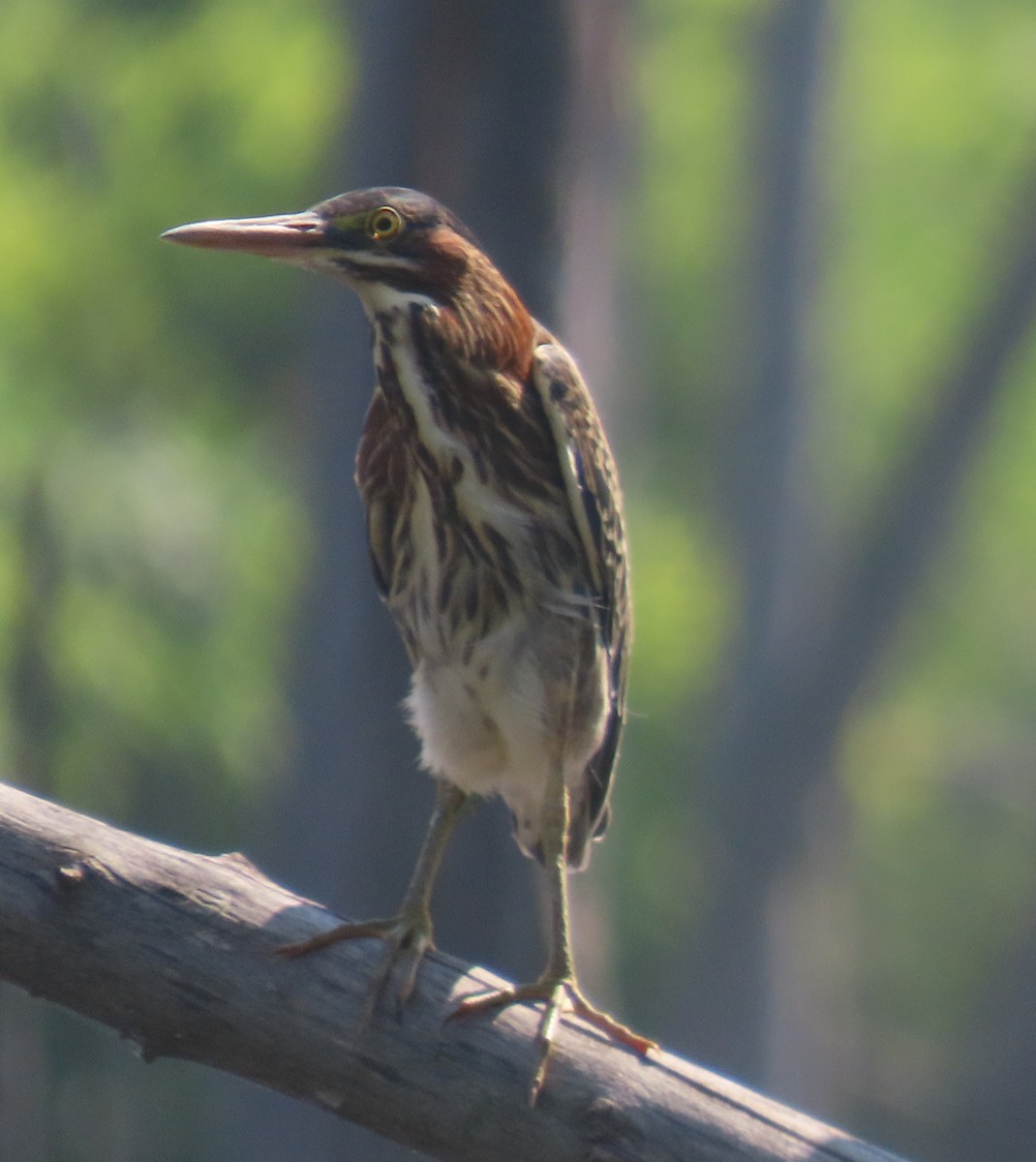 Green Heron - ML639009104