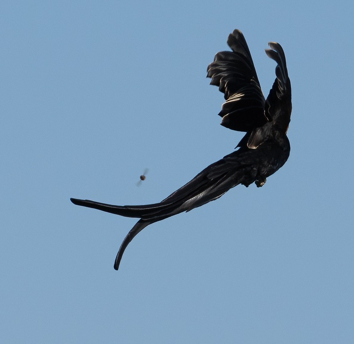 Long-tailed Widowbird - ML639009107
