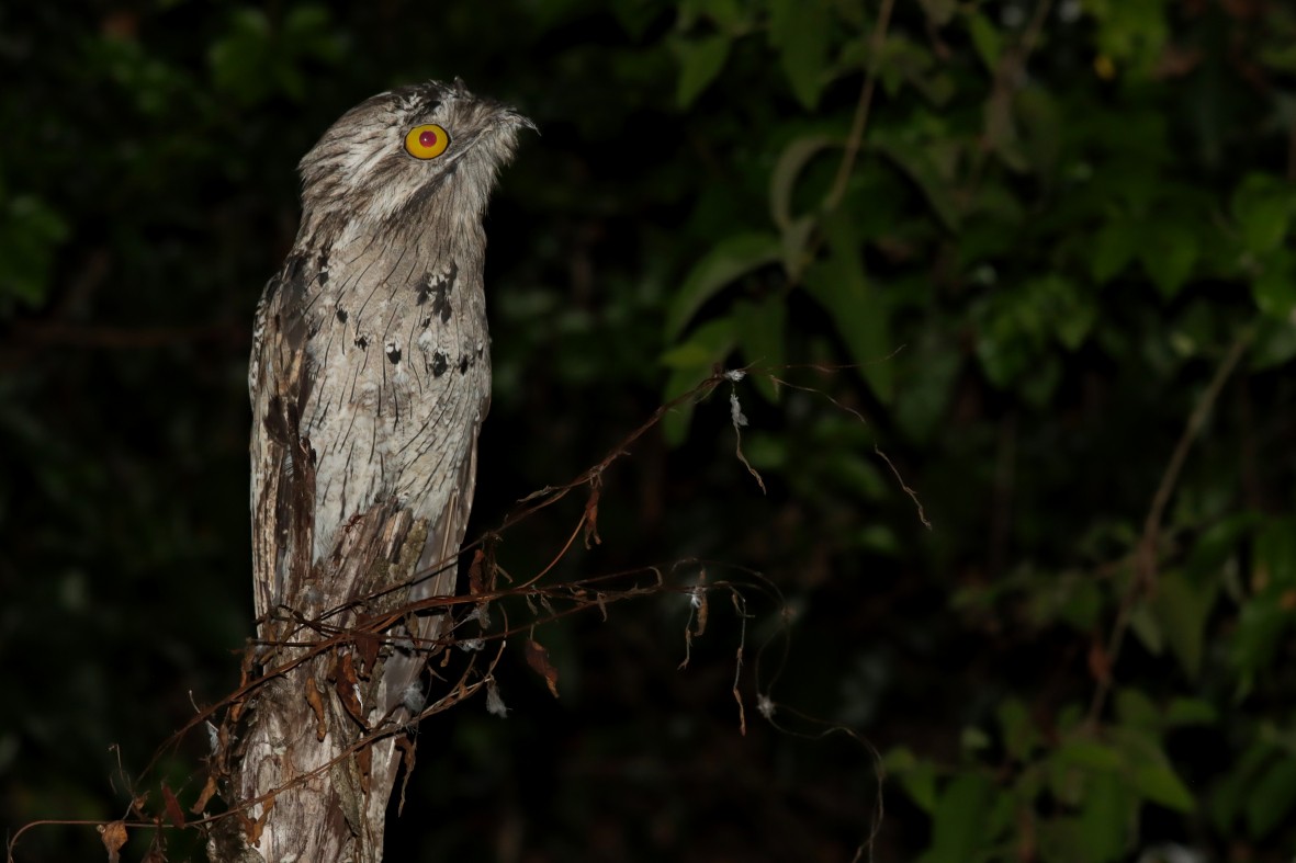 Northern Potoo - ML639009119