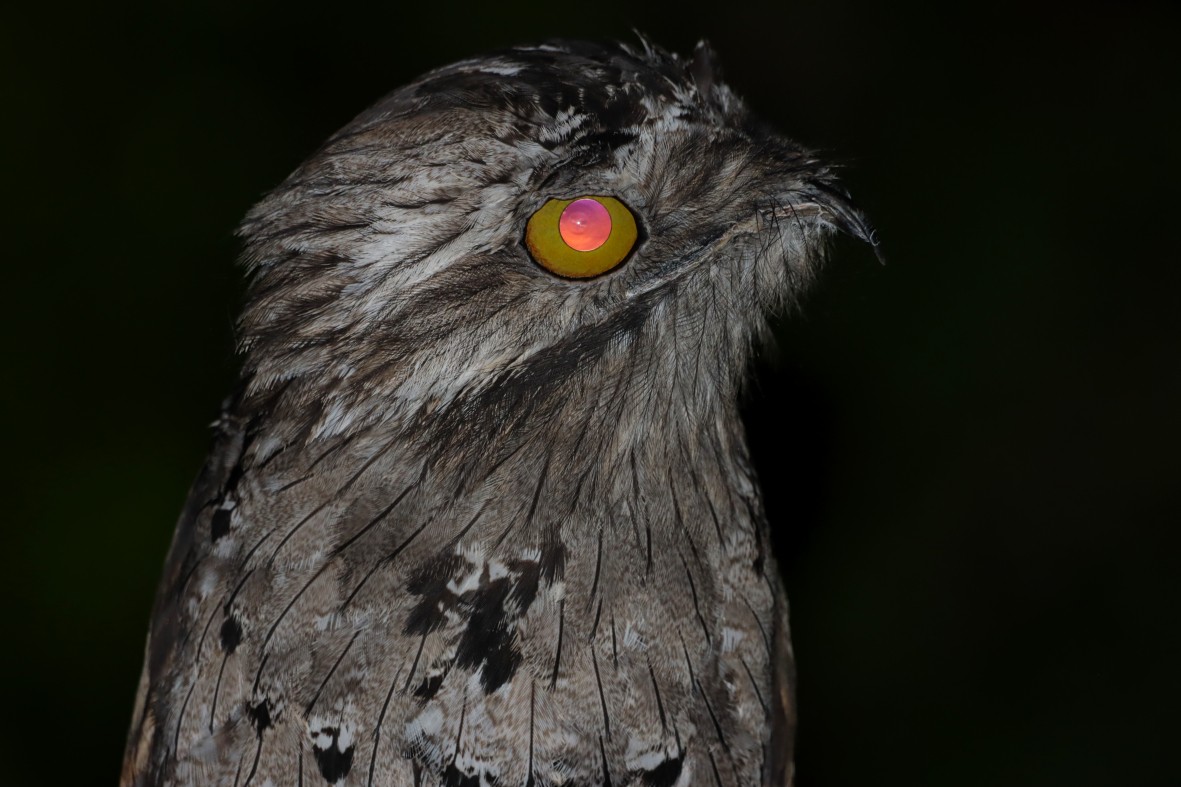 Northern Potoo - ML639009120