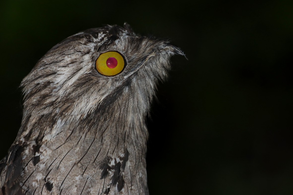 Northern Potoo - ML639009121