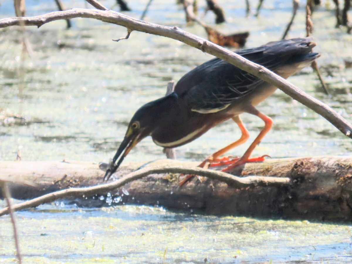 Green Heron - ML639009130
