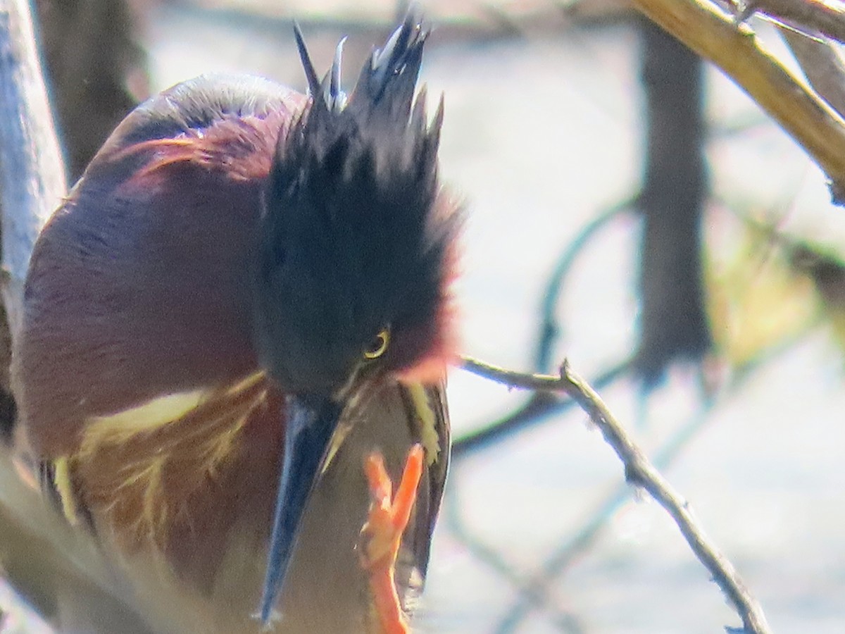 Green Heron - ML639009143