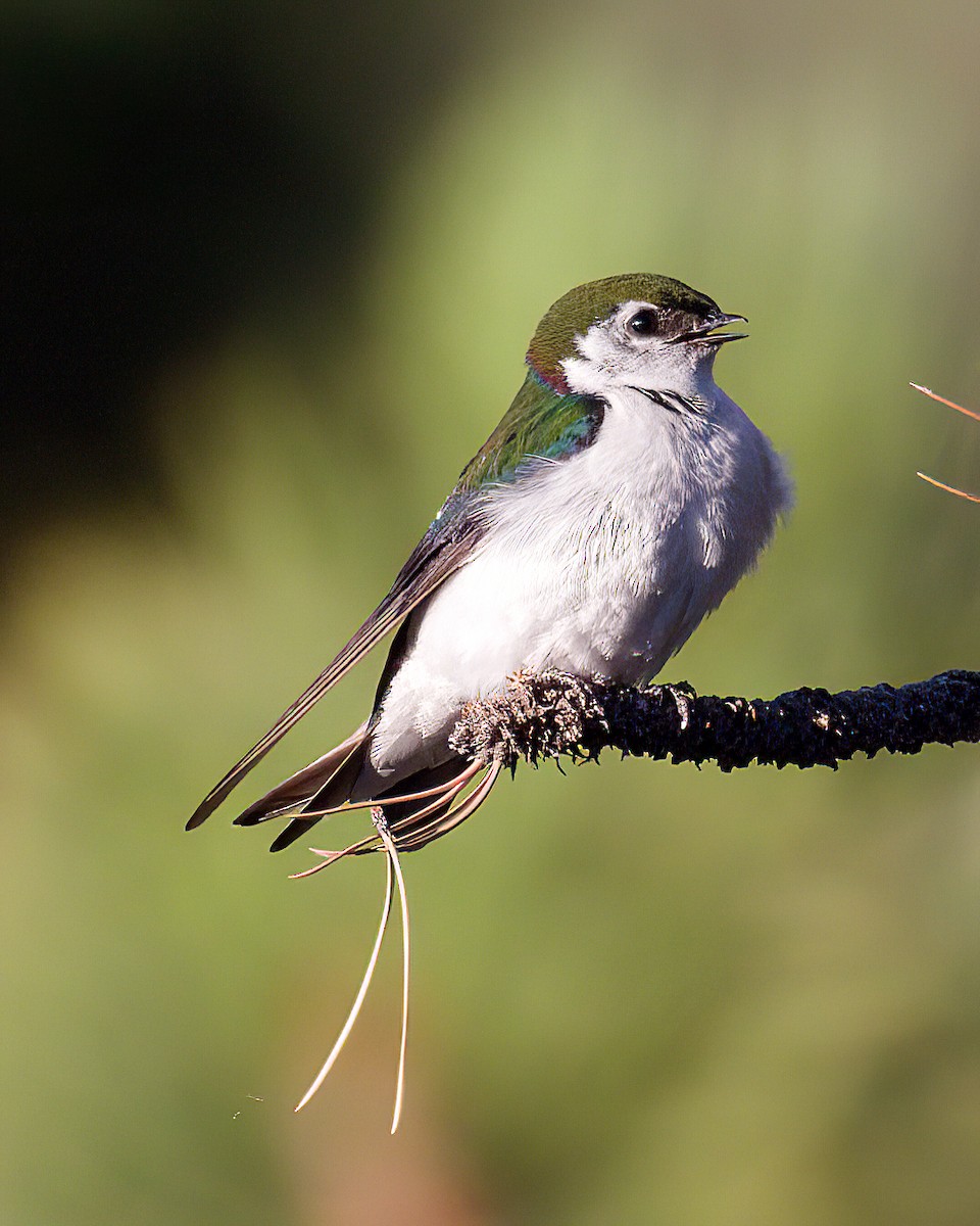 Violet-green Swallow - ML639009146