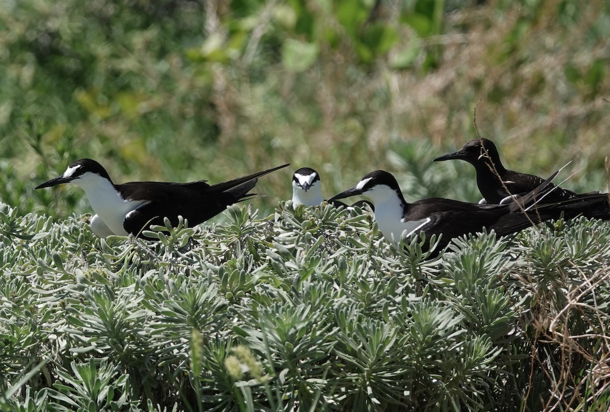 Sooty Tern - ML639009150