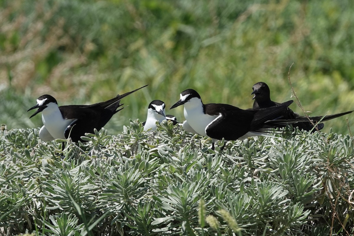 Sooty Tern - ML639009151