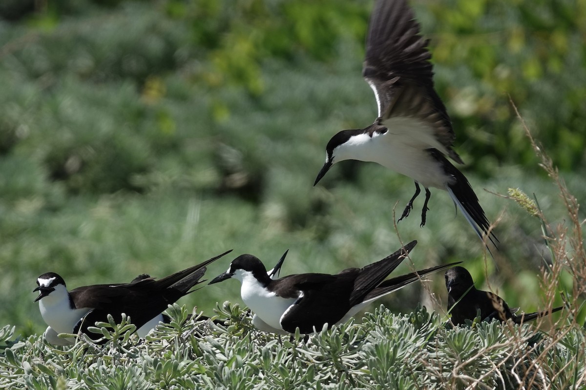 Sooty Tern - ML639009154