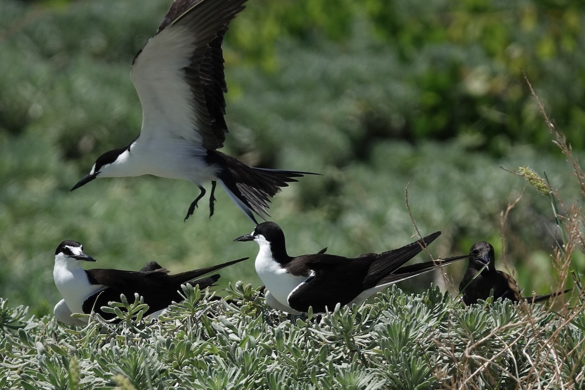 Sooty Tern - ML639009156