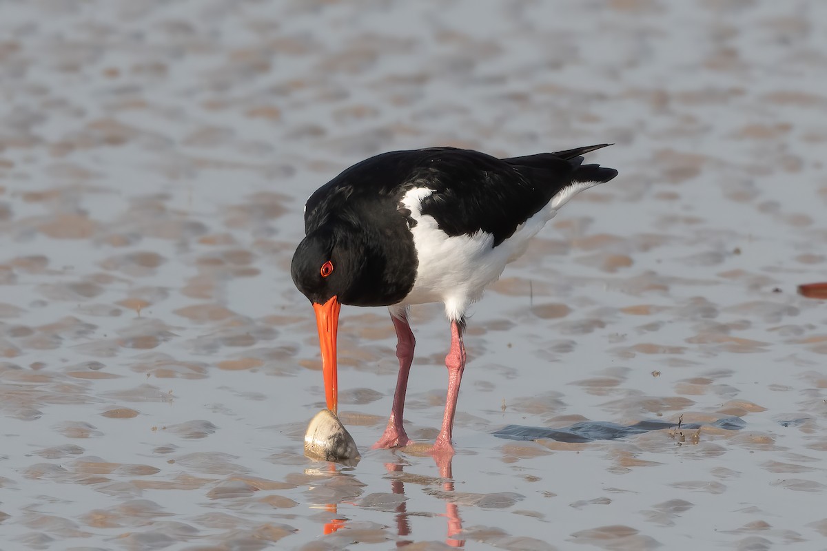Pied Oystercatcher - ML639009159