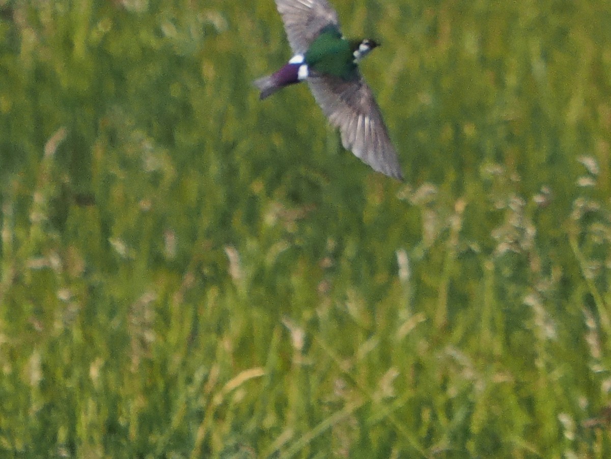 Violet-green Swallow - ML639009162