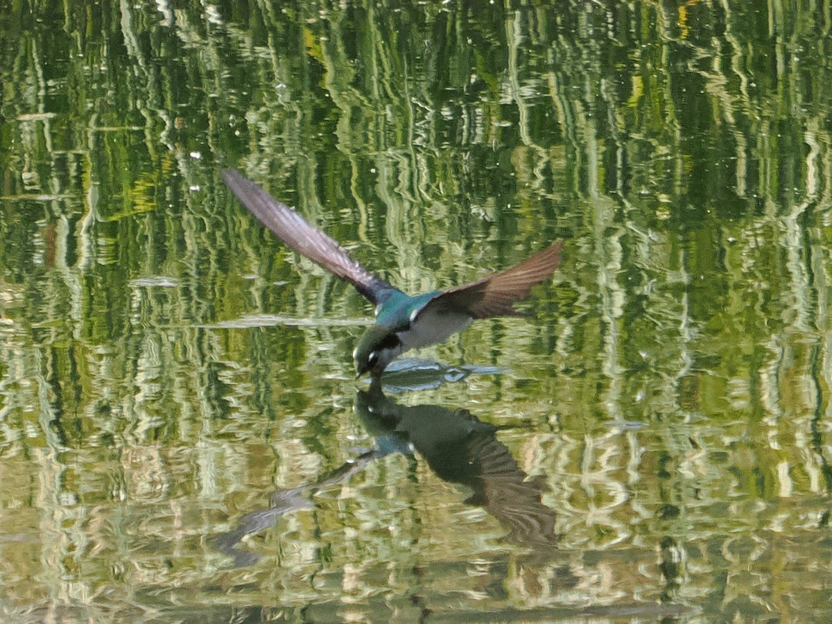 Violet-green Swallow - ML639009163