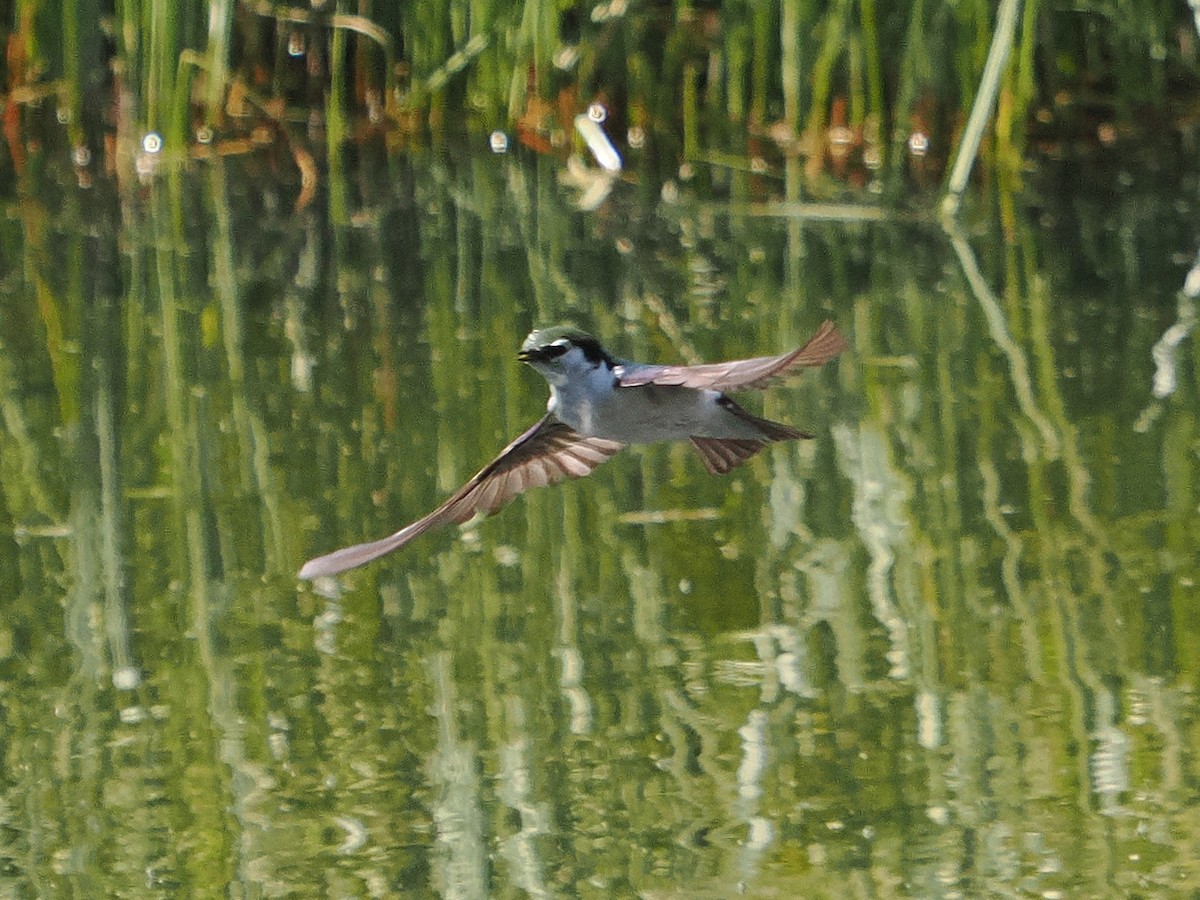 Violet-green Swallow - ML639009164