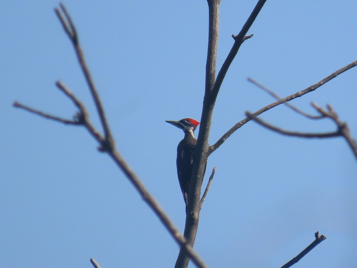 Pileated Woodpecker - ML639009167