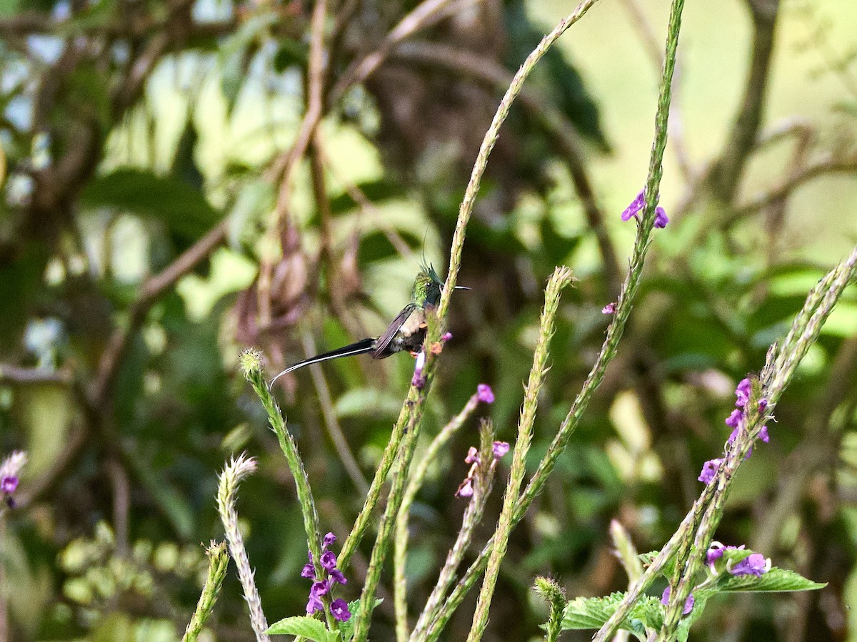 Wire-crested Thorntail - ML639009170