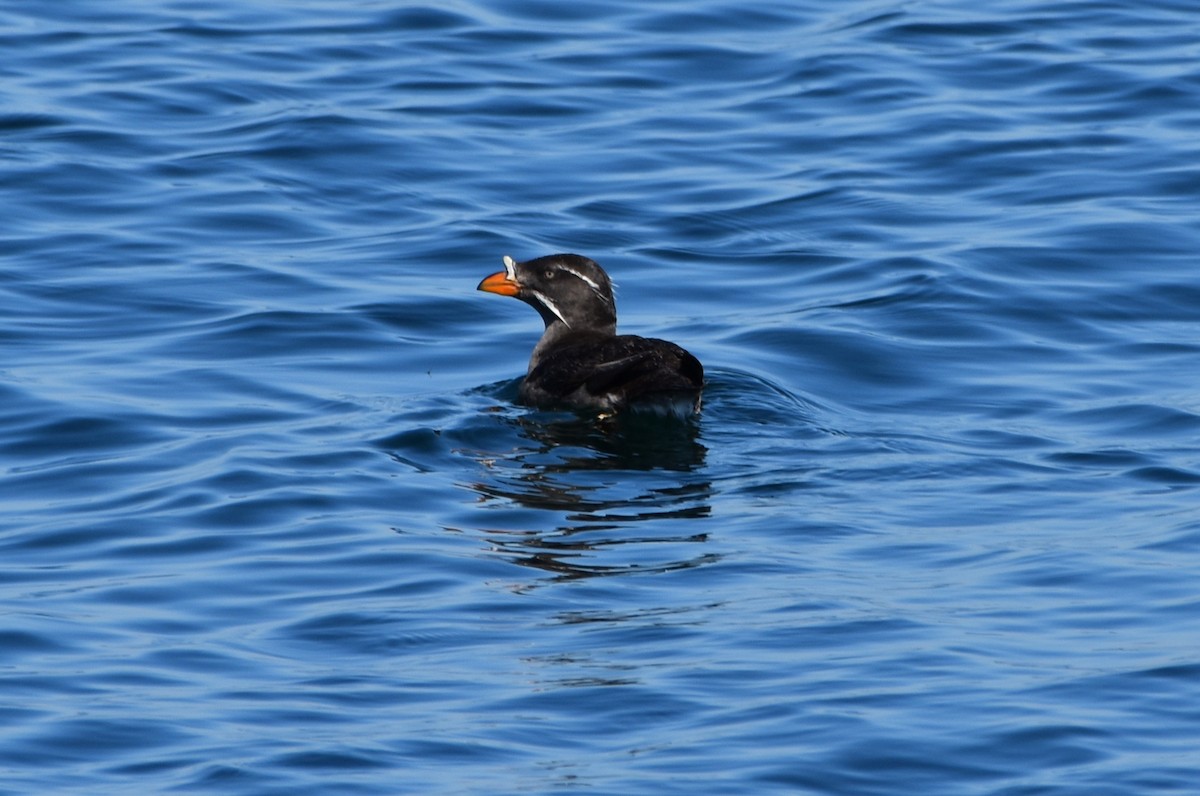 Rhinoceros Auklet - ML639009171