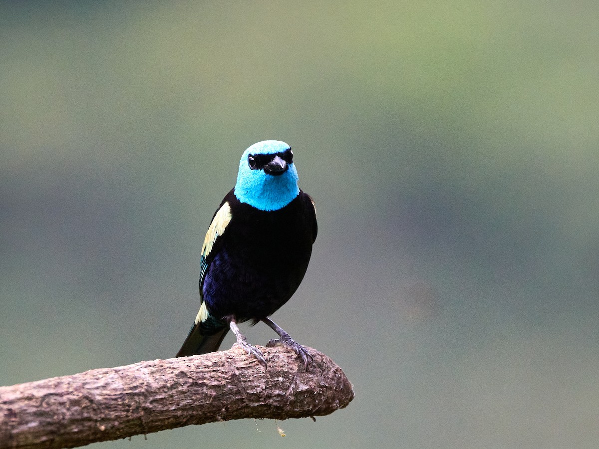 Blue-necked Tanager - ML639009174