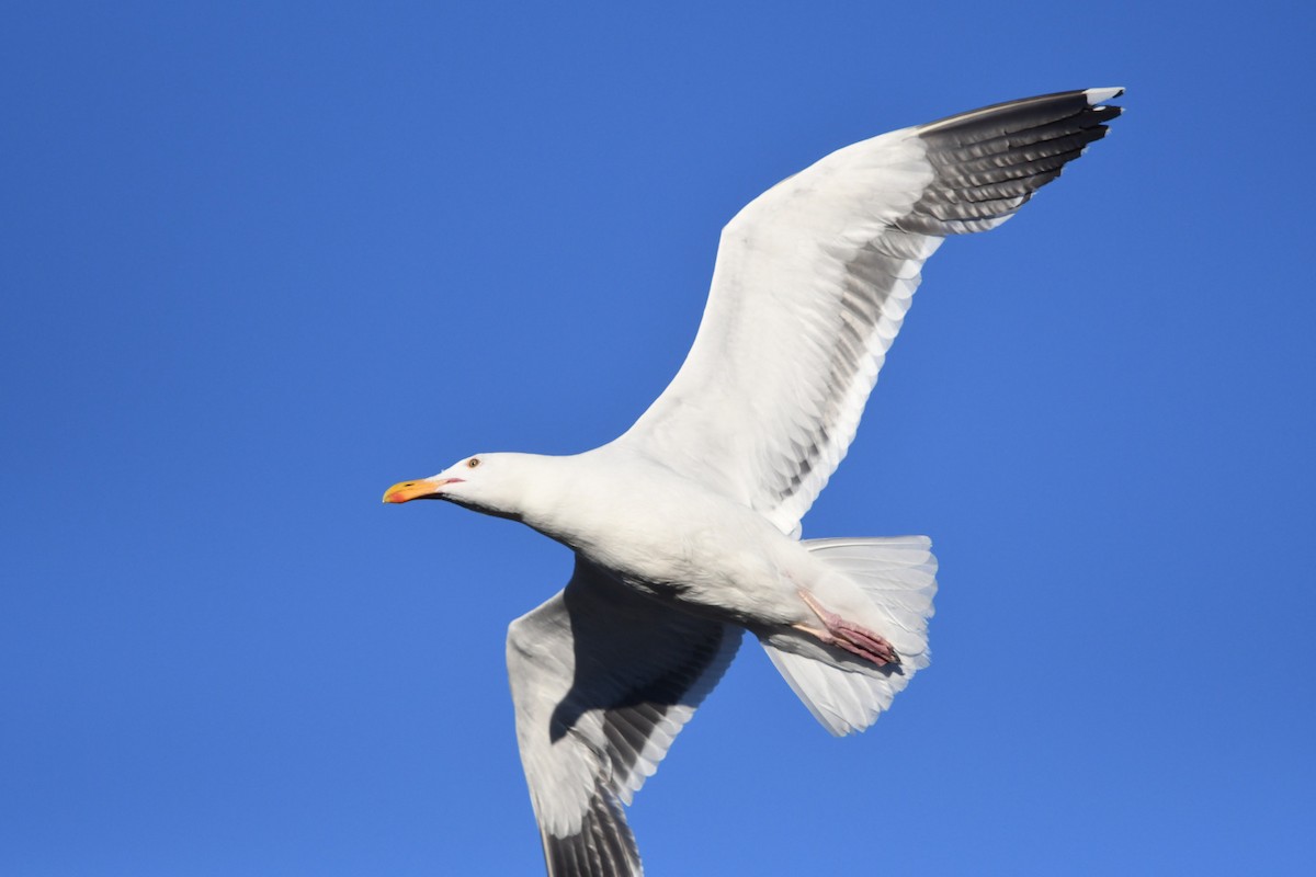 Western Gull - ML639009175