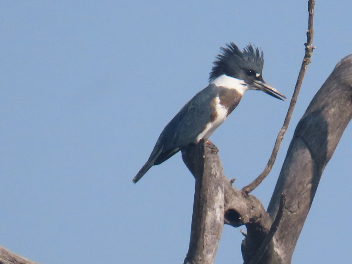 Belted Kingfisher - ML639009187