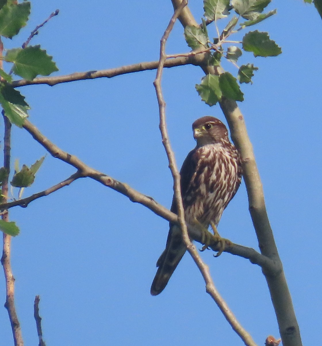 Merlin - ML639009194