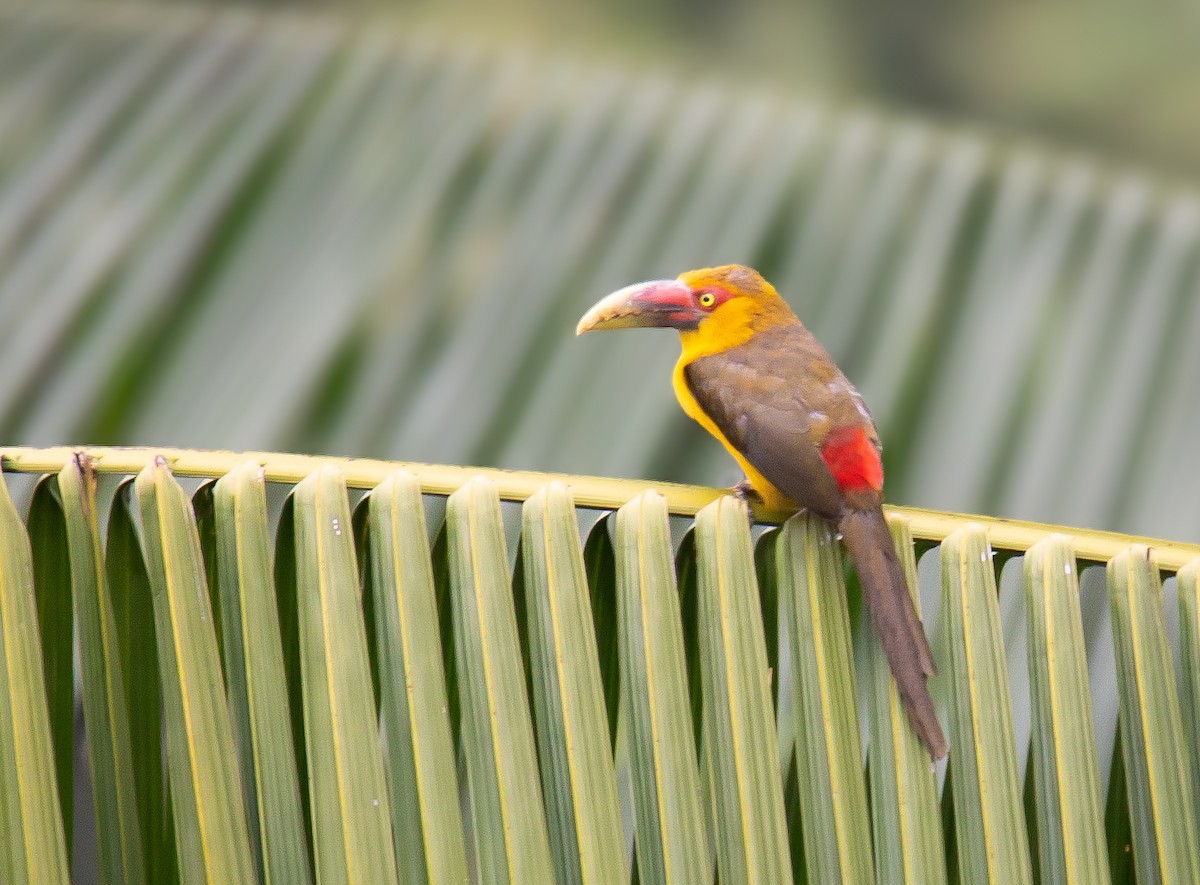 Saffron Toucanet - ML639009203