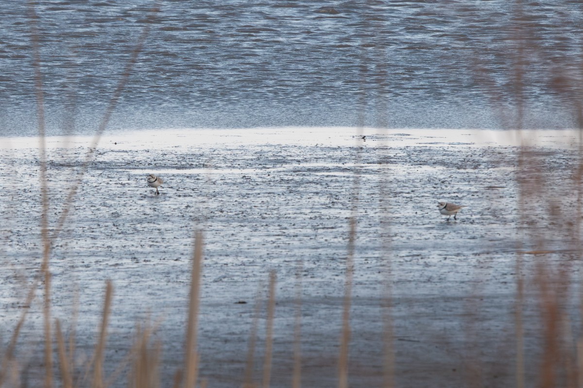 Piping Plover - ML639009220