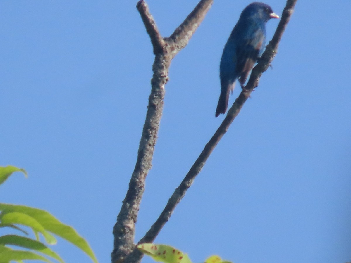 Indigo Bunting - ML639009258