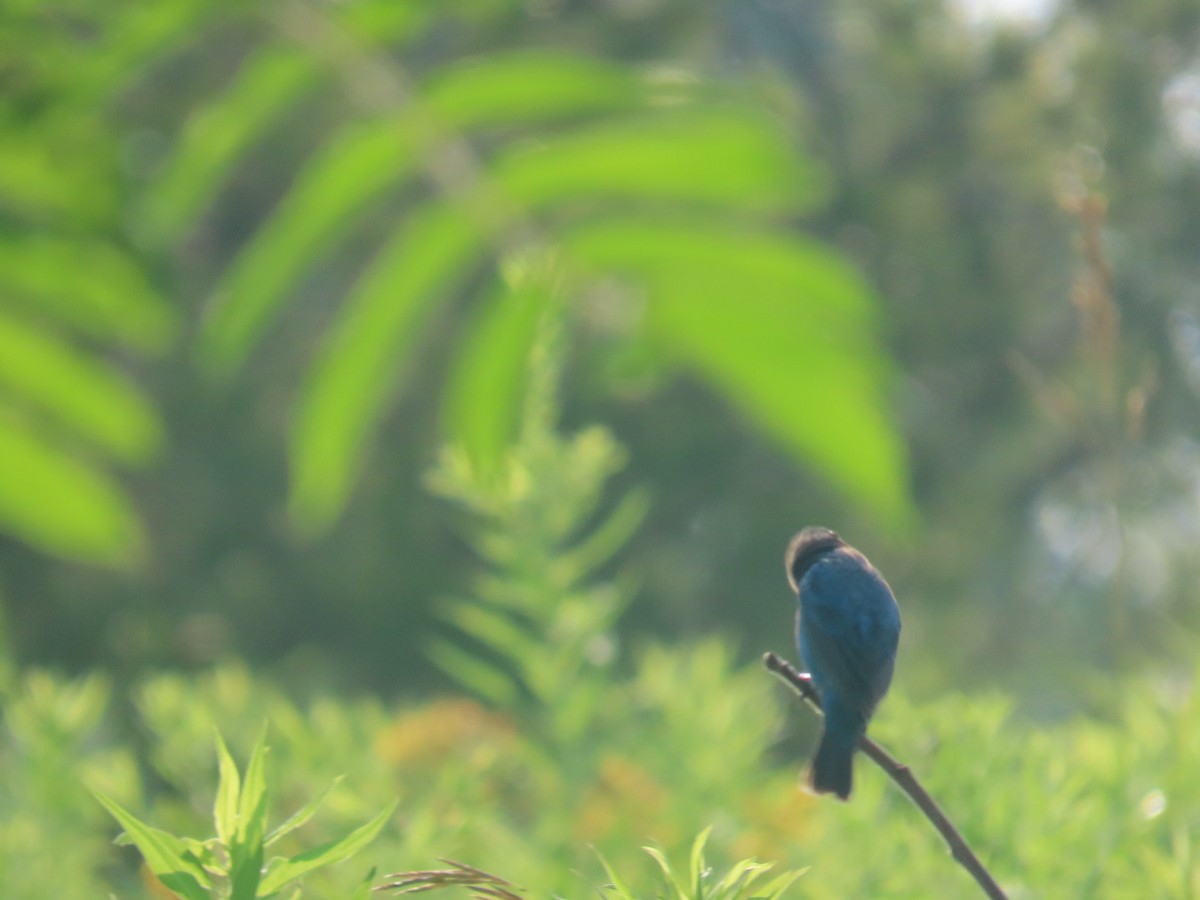 Indigo Bunting - ML639009259