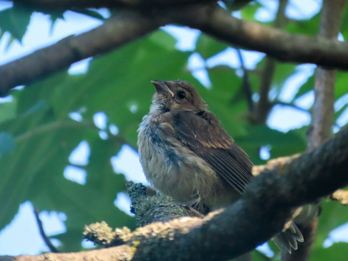 Indigo Bunting - ML639009260