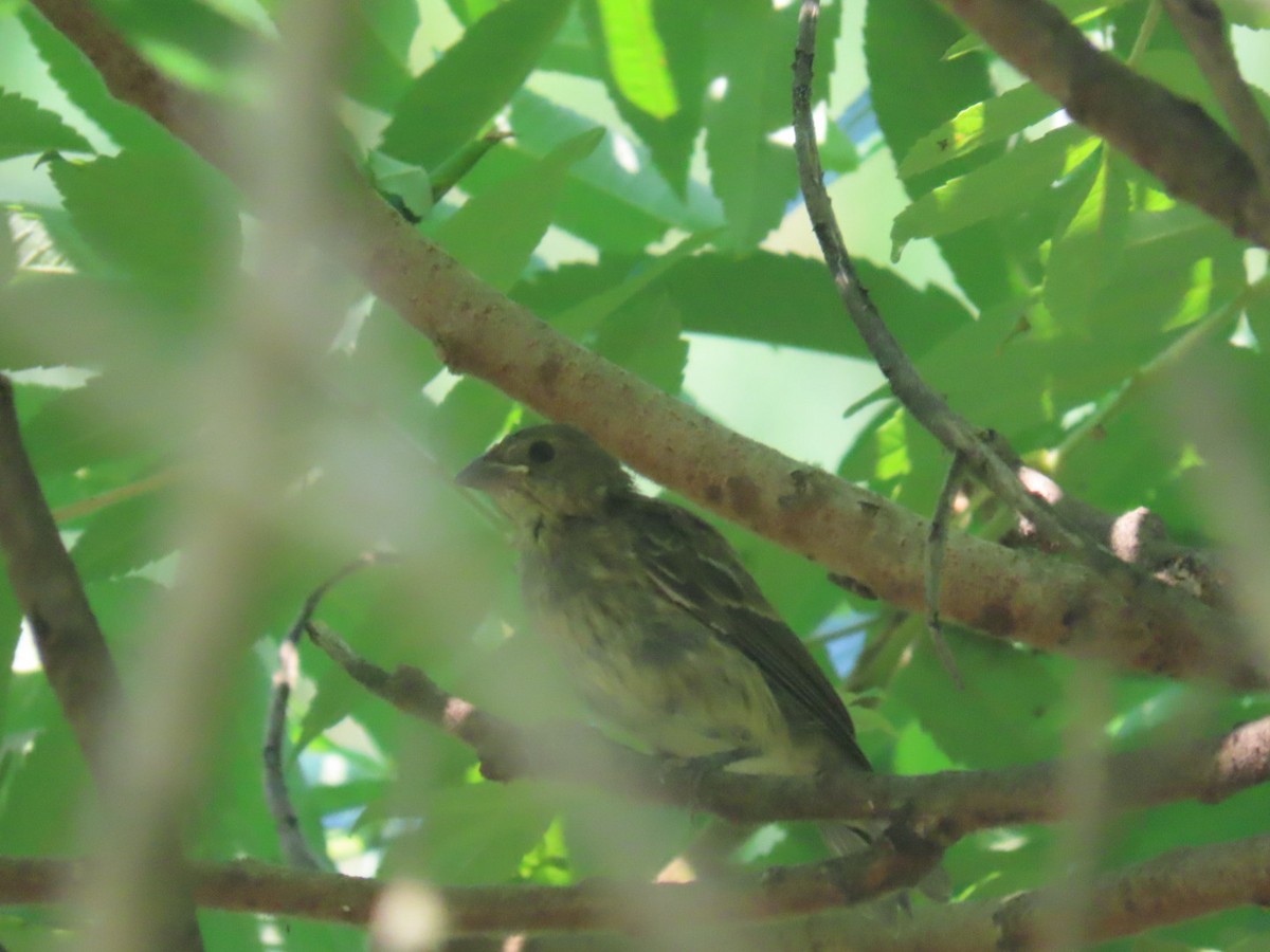 Indigo Bunting - ML639009261